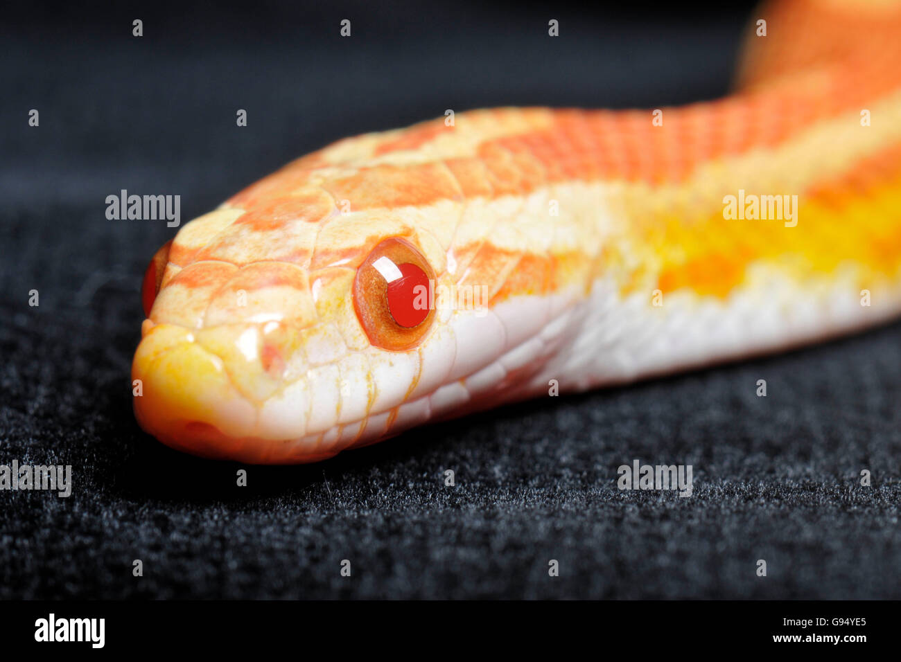 Red Rat Snake, amelanistic / (Pantherophis guttatus, Coluber guttatus, Elaphe guttata) Stock Photo