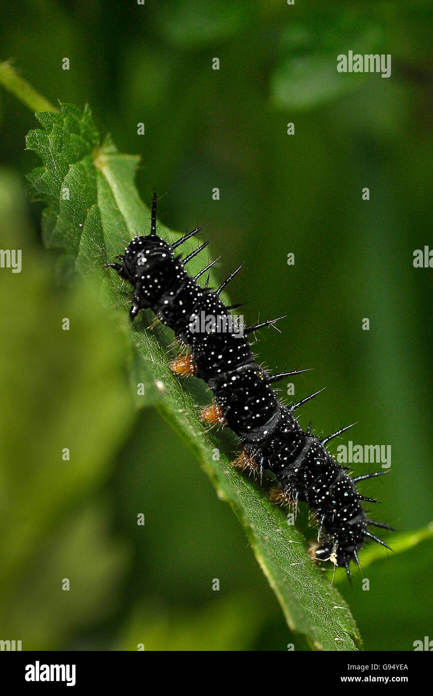 Peacock Butterfly, caterpillar, feeding on nettle, North Rhine