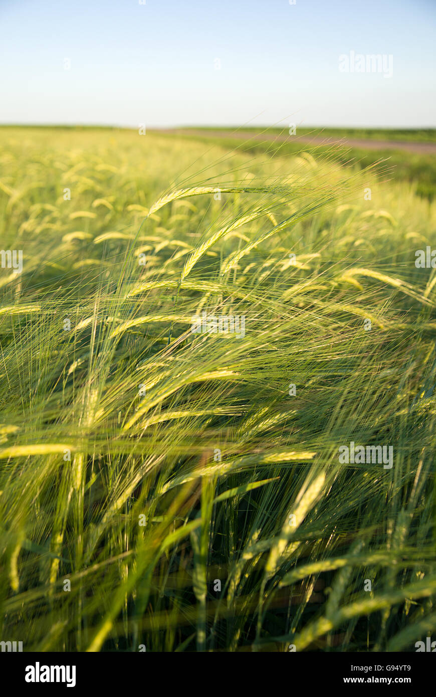 Ears of wheat growing on a farm field Stock Photo - Alamy