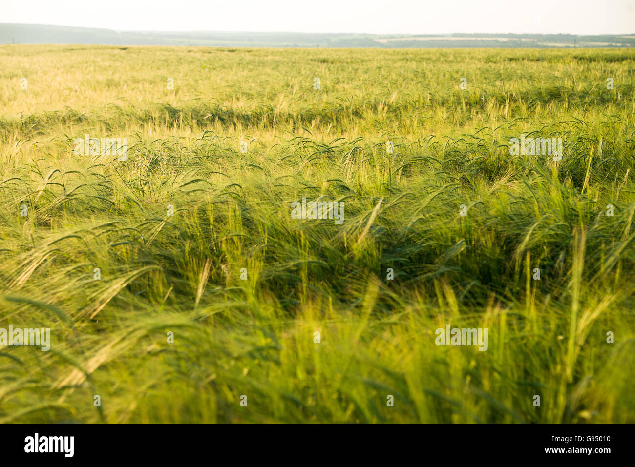 Ears of wheat growing on a farm field Stock Photo - Alamy