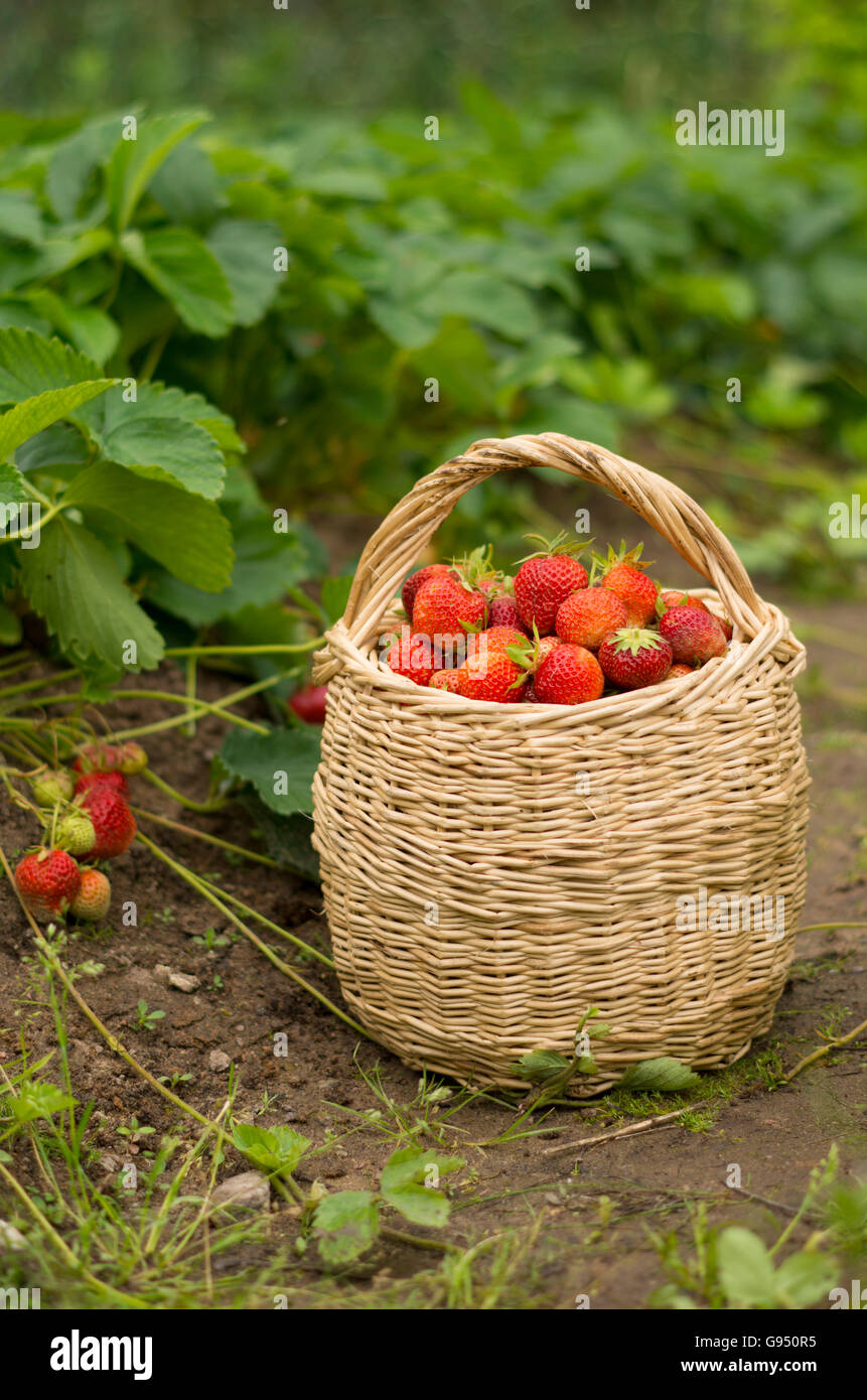 Photo of a basket full of ripe strawberries on the field, Russia - June ...