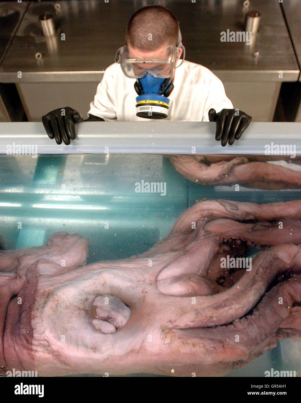 John Ablett, Mollusc Curator at the Natural History Museum, in London, Tuesday 28th February, looks down at the eye of a giant squid which goes on display at the museum's Darwin Centre today. The 30ft long creature, caught off the Falkland Islands in April 2005, is the most complete giant squid ever found . See PA story PRESS ASSOCIATION PHOTO. Photo credit should read: Ian Nicholson/PA Stock Photo