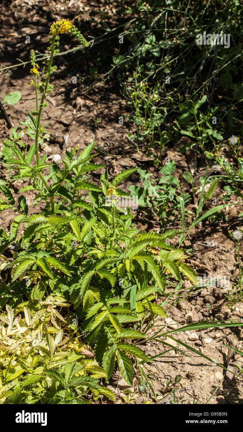 Agrimonia eupatoria Stock Photo