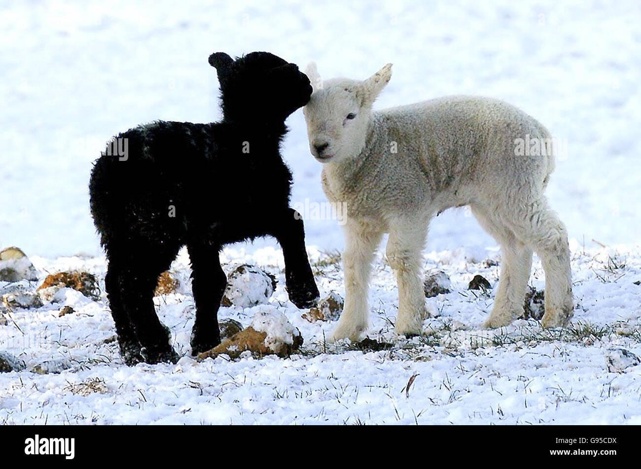Trying to keep warm, new born lambs face another day of snow and sub zero temperatures near Wetherby Saturday March 4 2006, as the late winter freeze continues in many parts of the UK. See PA story WEATHER Snow. PRESS ASSOCIATION Photo. Photo credit should read: John Giles/PA Stock Photo