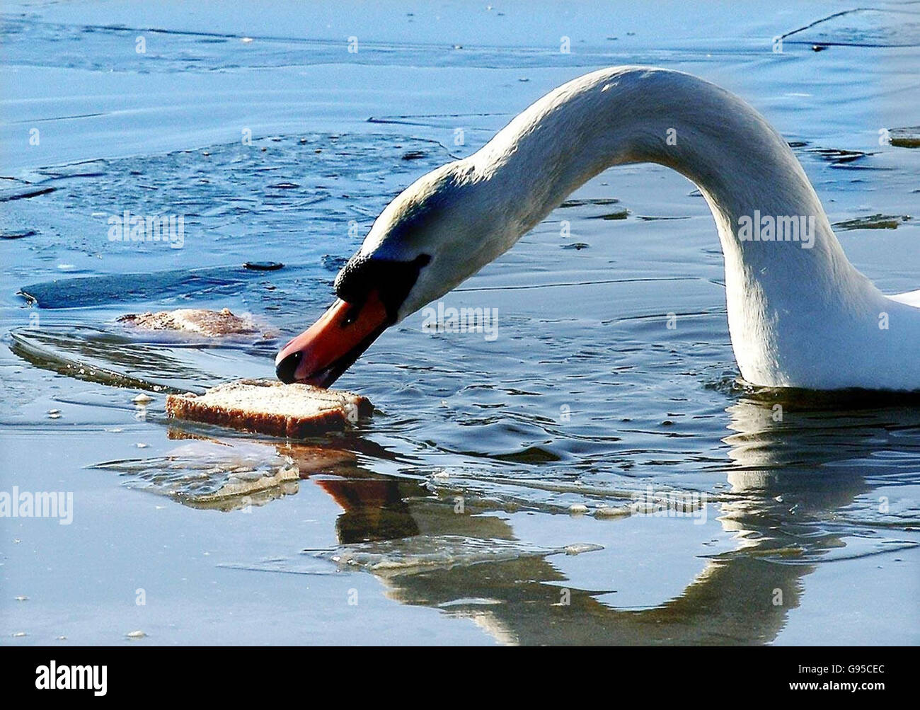 A swan searching for food on a frozen lake near Castleford Saturday March 4 2006, as the late winter freeze continues in many parts of the UK. See PA story WEATHER Snow. PRESS ASSOCIATION Photo. Photo credit should read: John Giles/PA Stock Photo