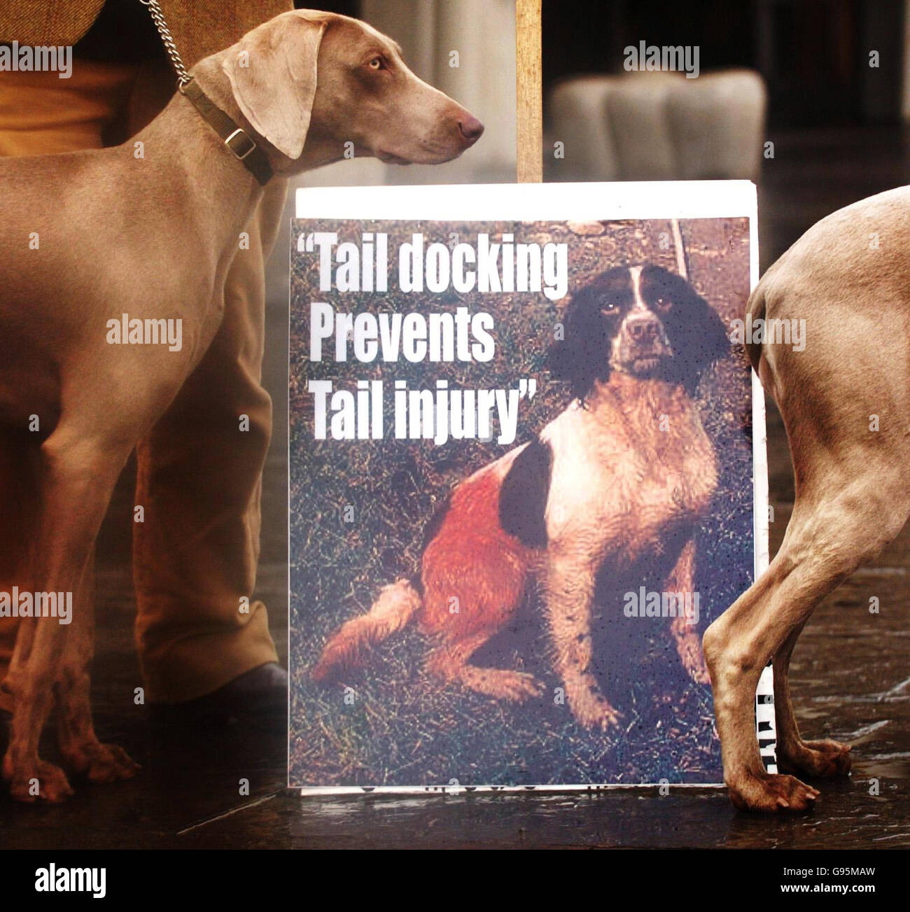 Exempted dogs hires stock photography and images Alamy