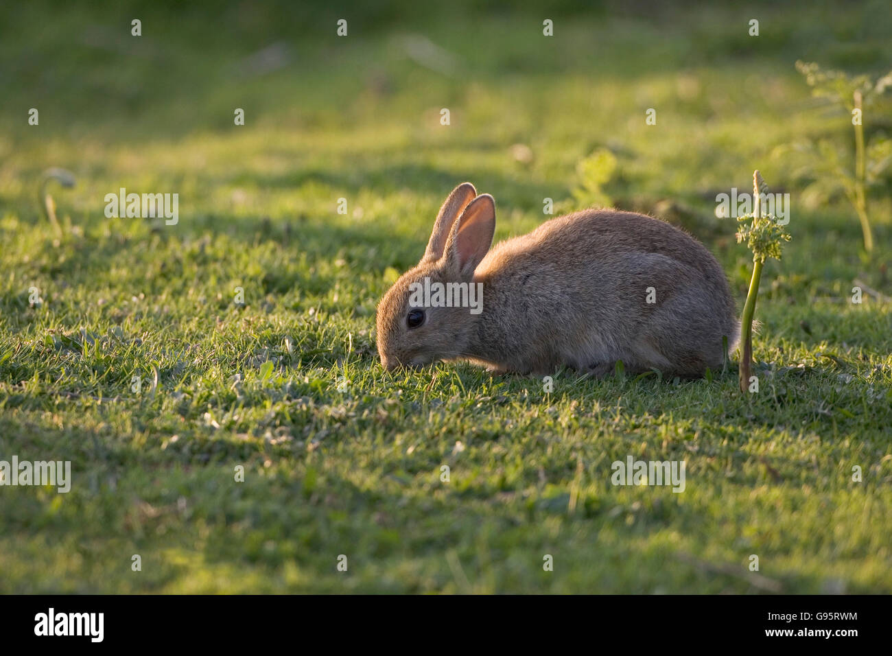 Rabbit Oryctolagus cuniculus youngster feeding New Forest National Park