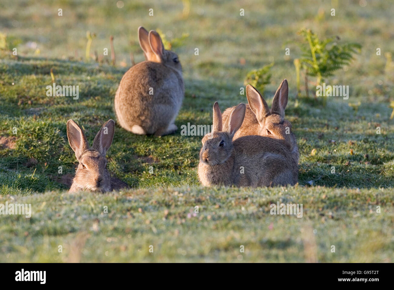 Rabbit Oryctolagus cuniculus young by burrow New Forest National Park