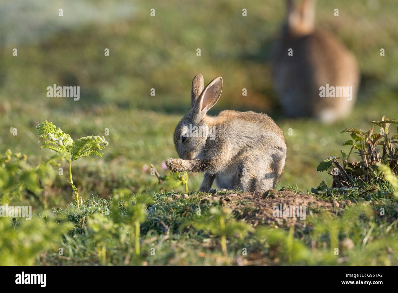Rabbit Oryctolagus cuniculus youngster grooming New Forest National