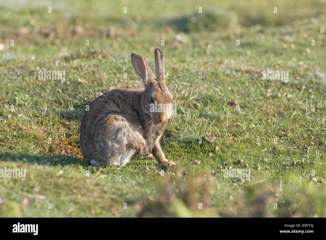 Rabbit Oryctolagus cuniculus female grooming New Forest National Park
