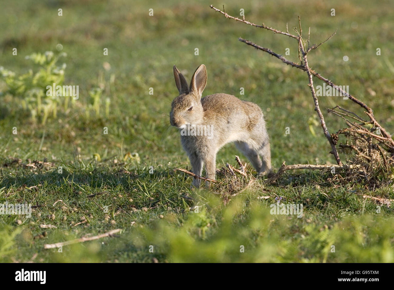Rabbit Oryctolagus cuniculus youngster stretching New Forest National