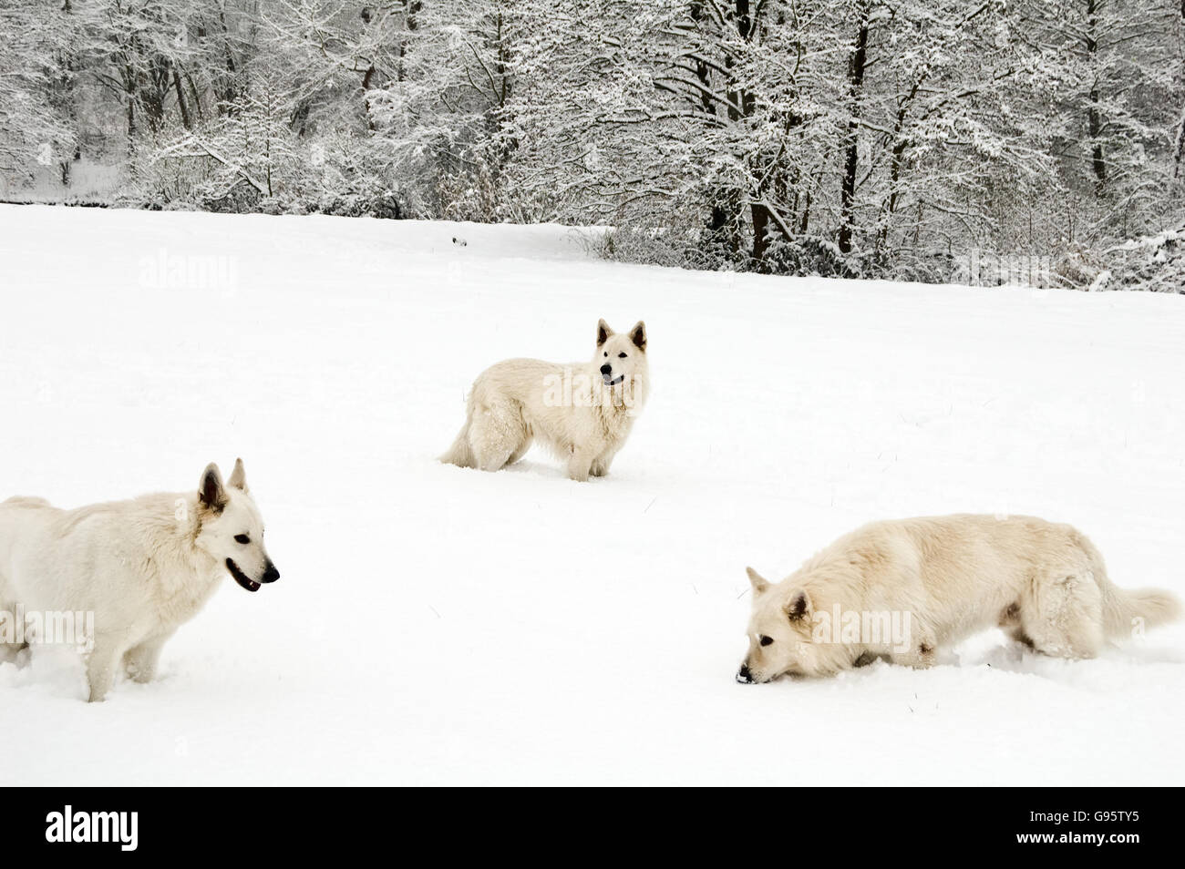 Winter photo with domestic wolves playing in the snow in Beatrix Park Netherlands Stock Photo