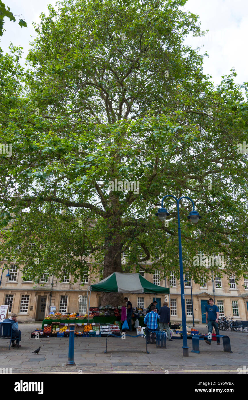 Fruit vegetable stall in Kingsmead Square, Bath, Somerset, England, UK Stock Photo