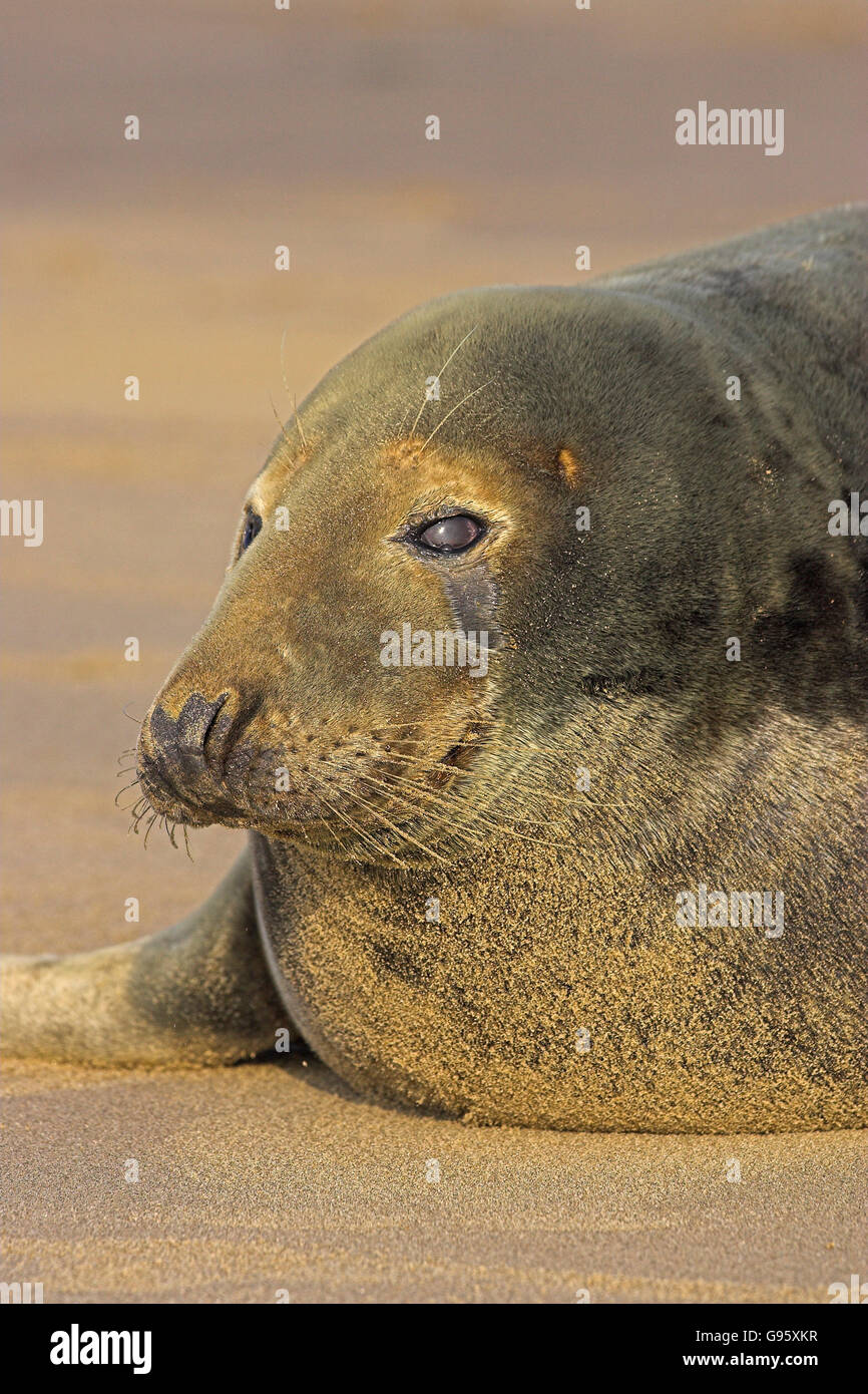 Male atlantic grey seal hi-res stock photography and images - Alamy