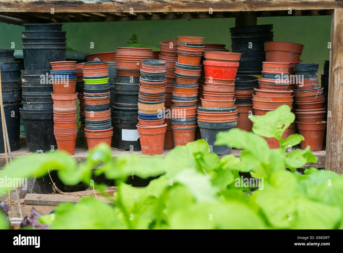 Empty plastic plant pots stacked on a shelf in a polytunnel Stock Photo