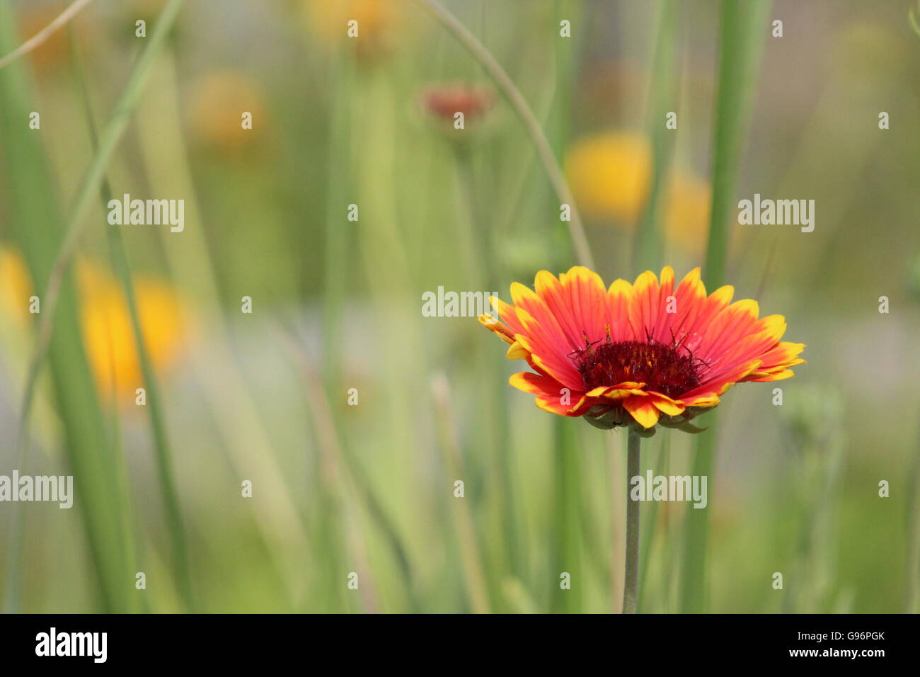 Vibrant Red and Yellow Flower in a Field of Wildflowers and Long, WIld, Green Grass - A Shallow Depth of Field Photograph Stock Photo