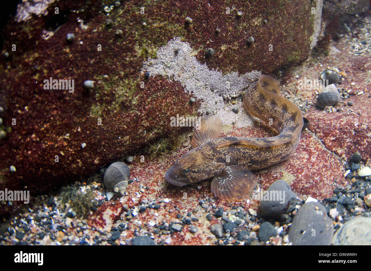 Eelpout Stock Photo