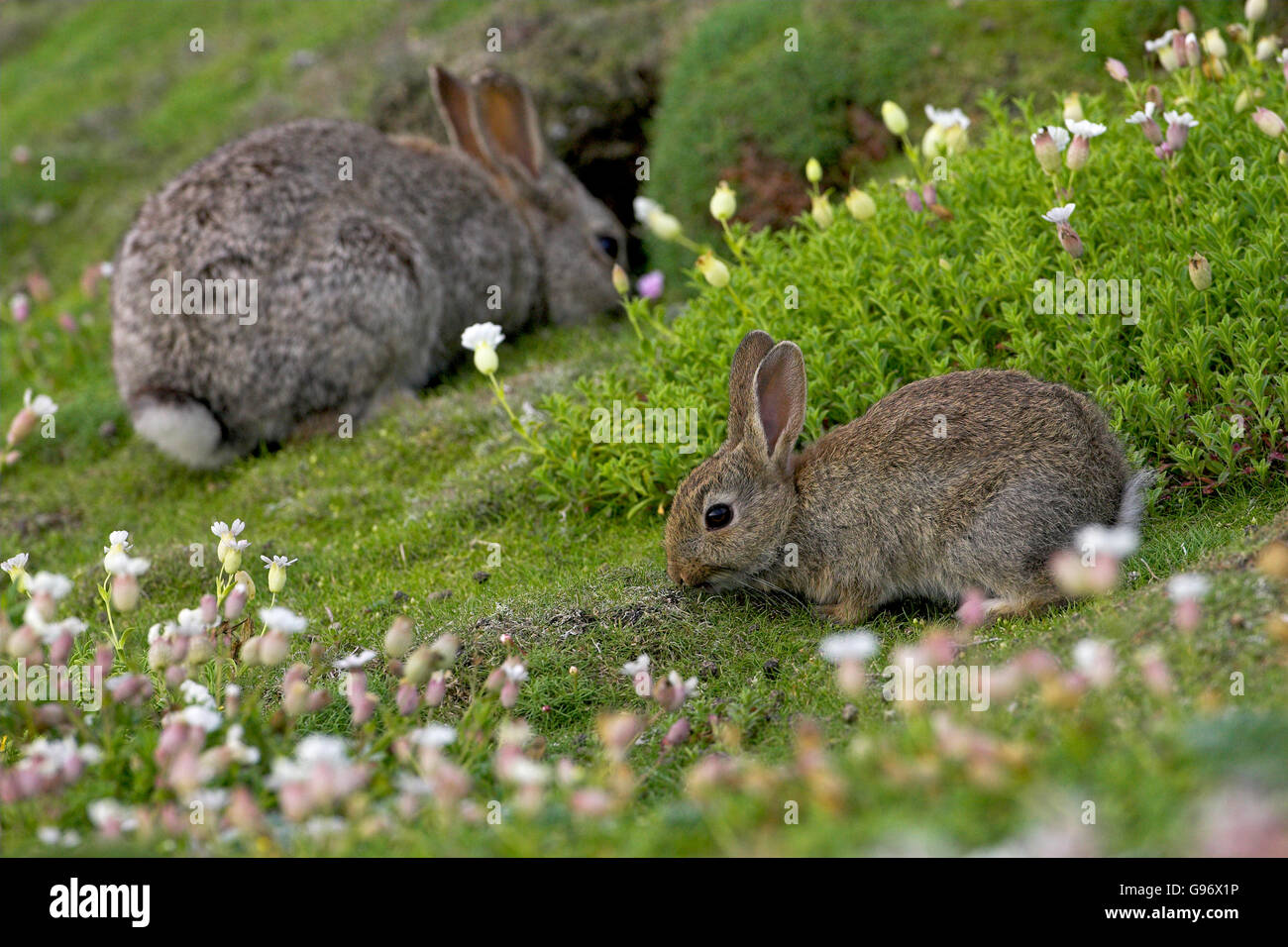 Rabbit Oryctolagus cuniculus youngster and adult among Sea campion ...