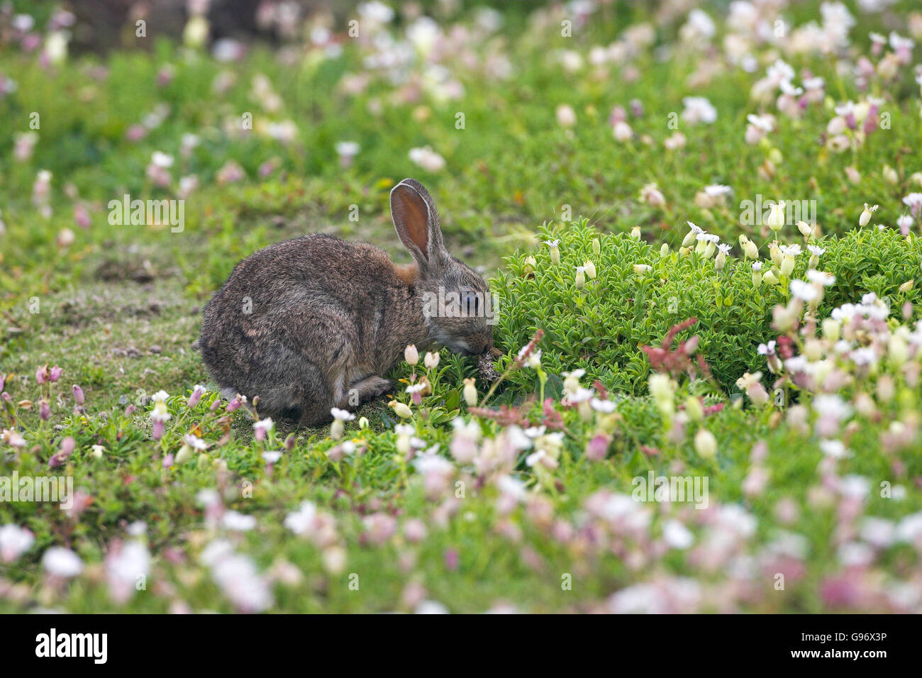 Rabbit Oryctolagus cuniculus youngster among Sea campion Silene ...