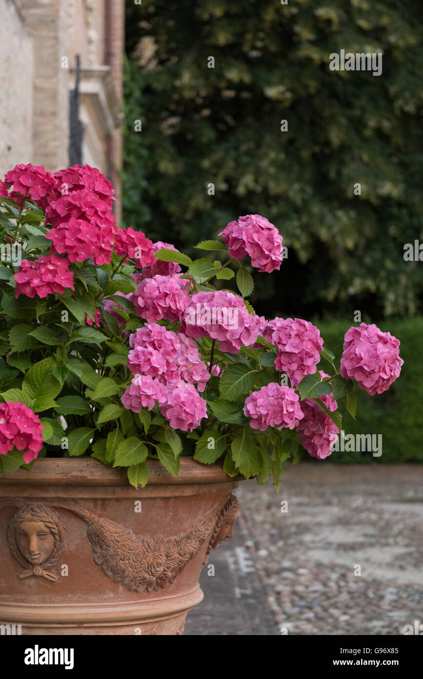 Bouquet Of Colorful Flowers In An Hidden Garden In Ferrara Italy