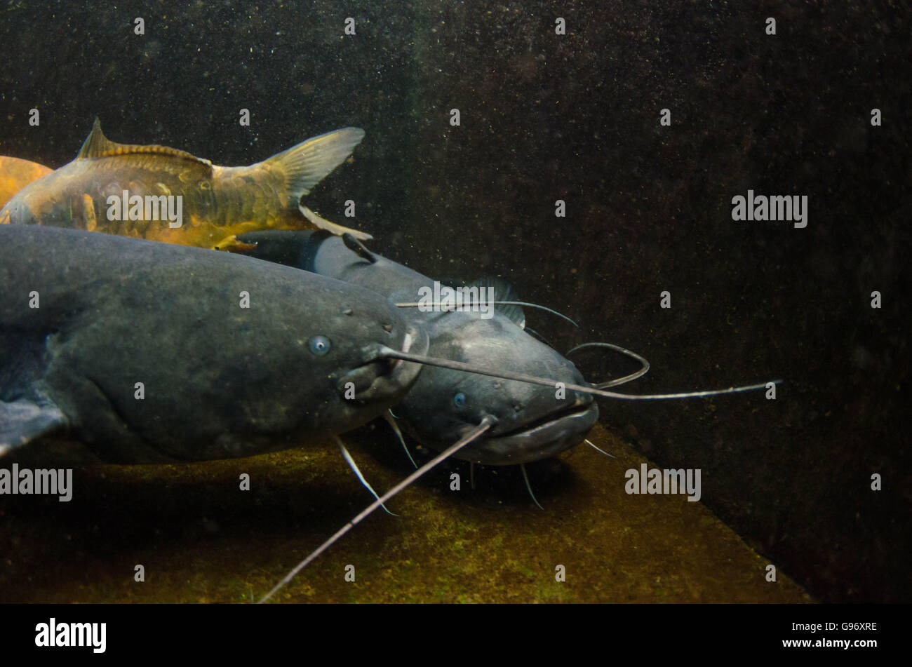 Wels Catfish Underwater Stock Photo