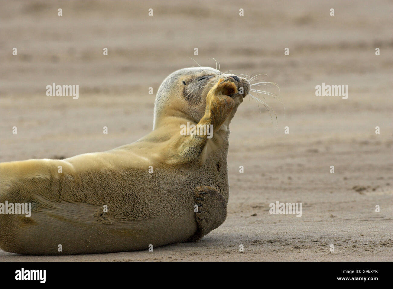 Common seal Phoca viulina on sandy shore Donna Nook Lincolnsire Wildlife Trust Nature Reserve Lincolnshire England Stock Photo