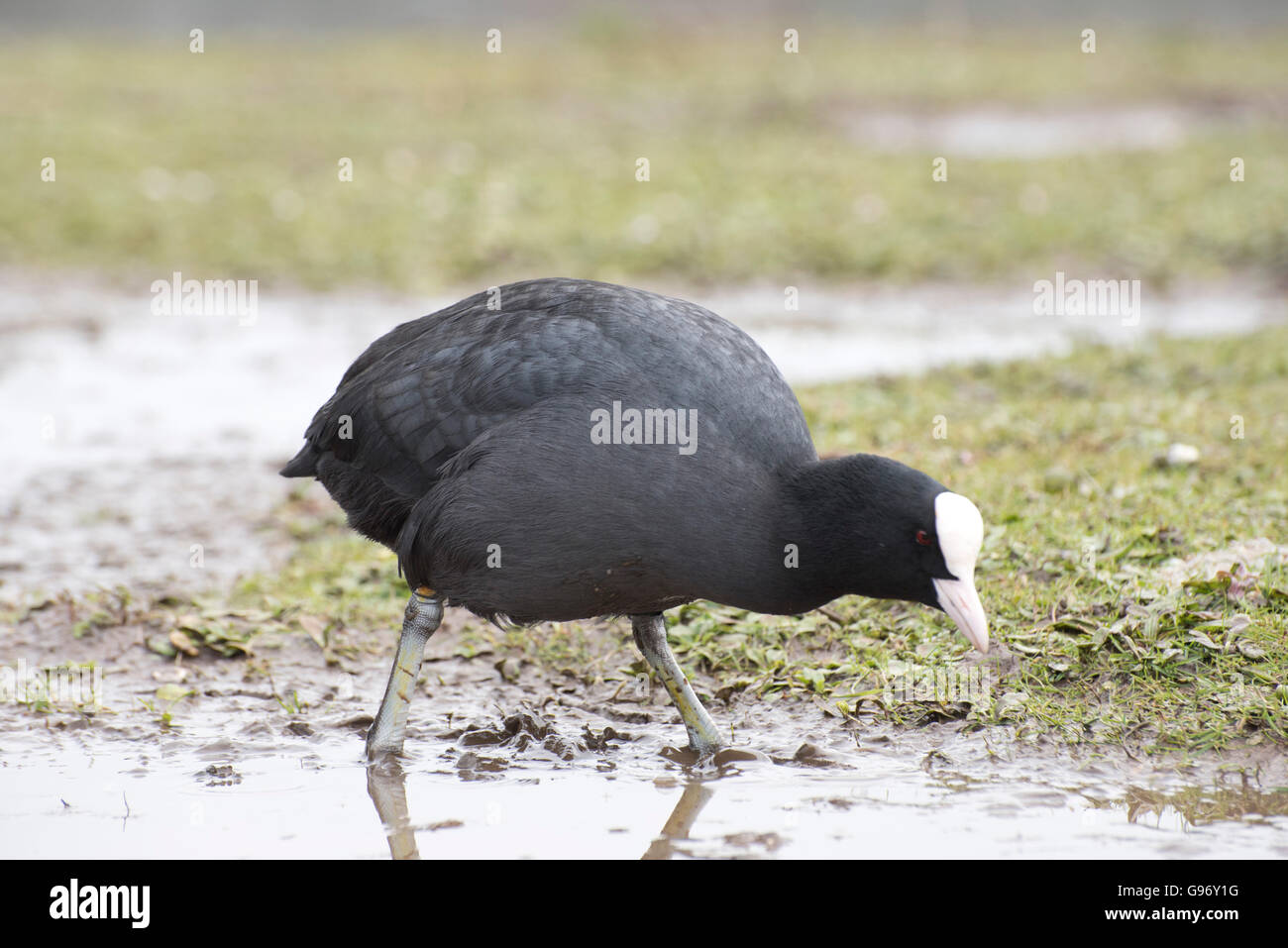 Cotten Puddle Coot in puddle Stock Photo - Alamy
