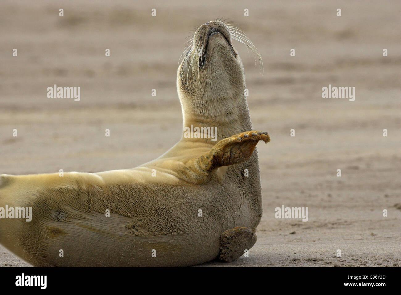 Common seal Phoca viulina on sandy shore Donna Nook Lincolnsire Wildlife Trust Nature Reserve Lincolnshire England Stock Photo