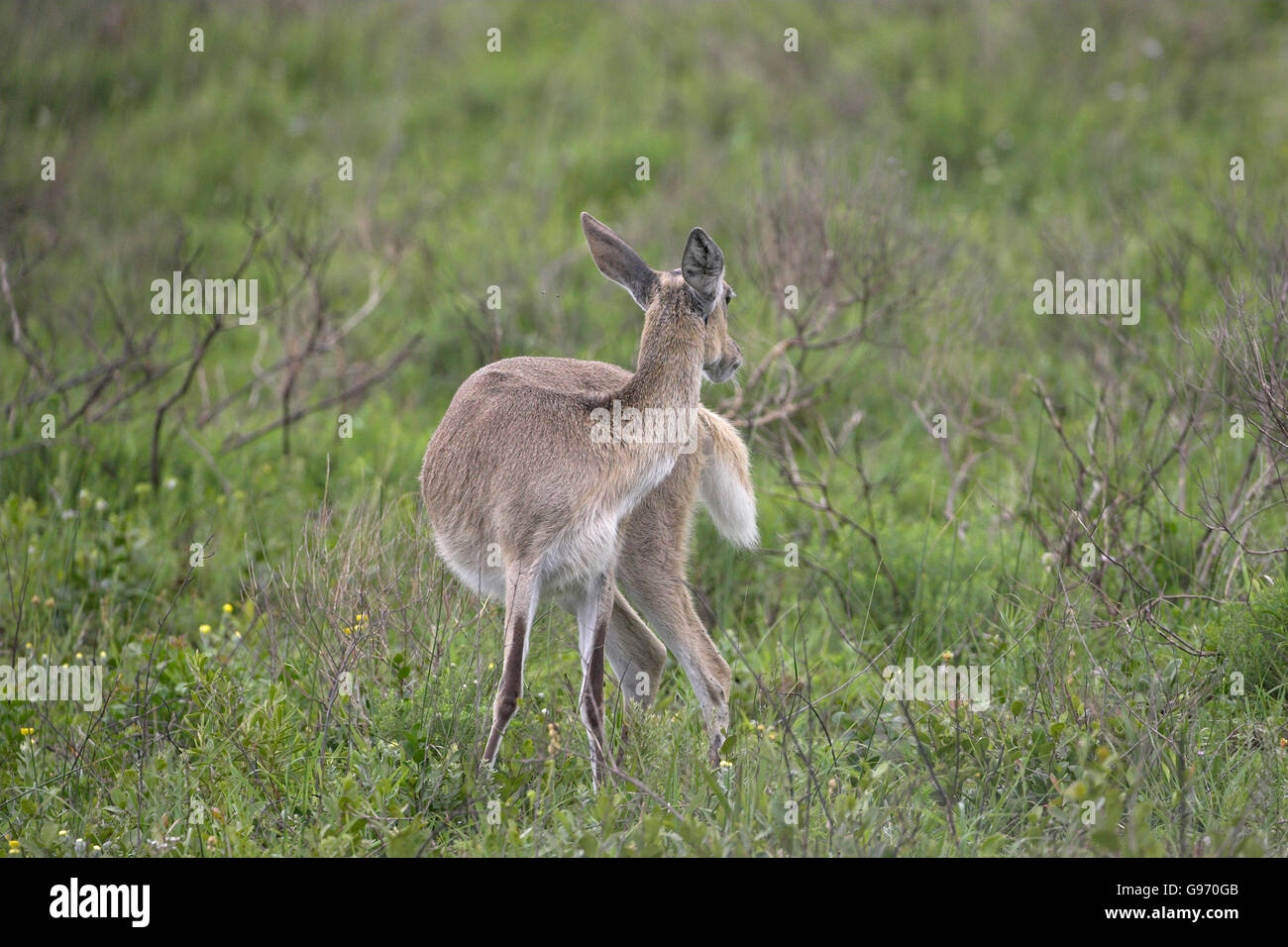 Southern reedbuck Redunca aluminium St Lucia Wetland reserve South Africa Stock Photo