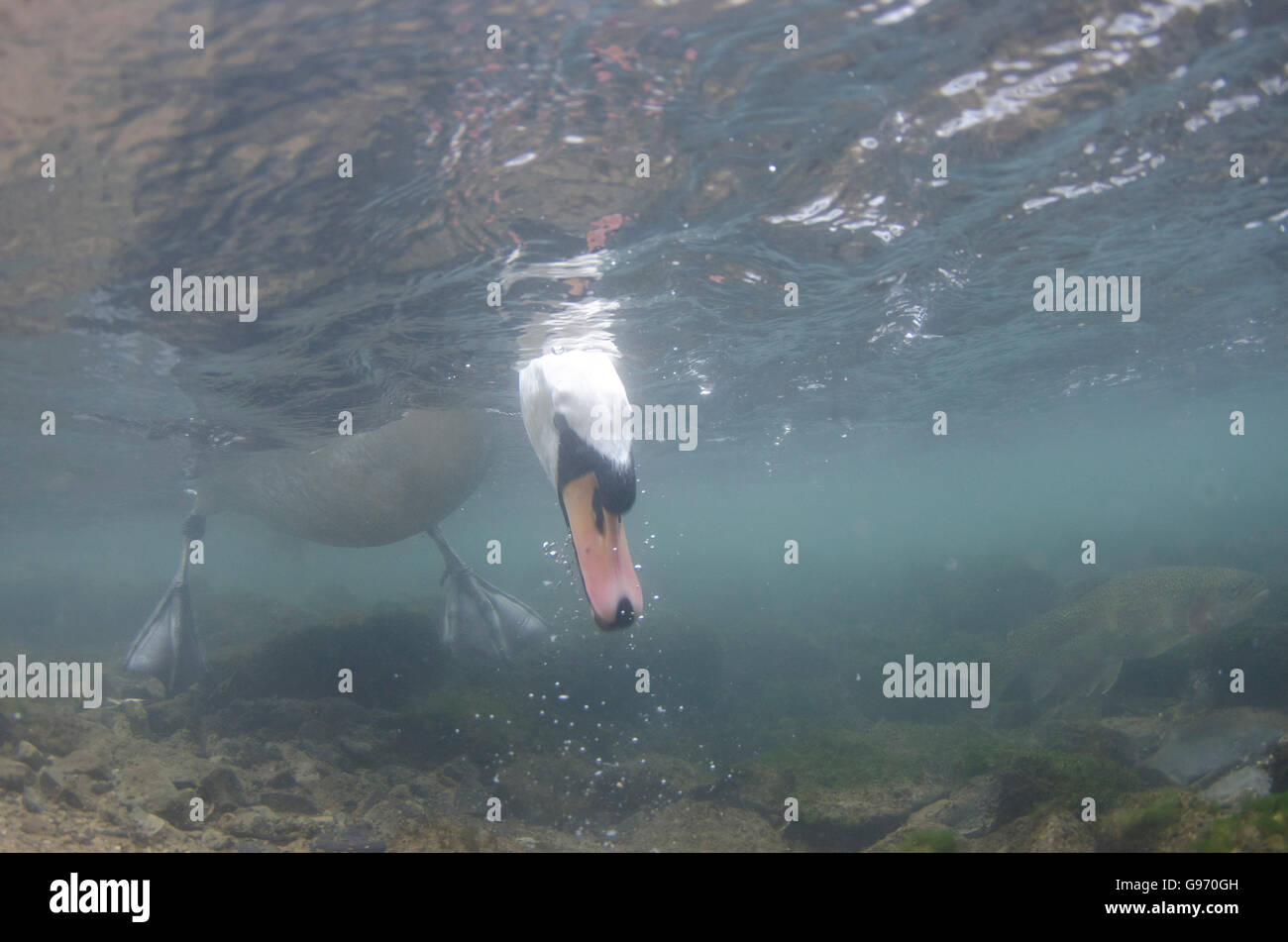 Mute swan underwater Stock Photo Alamy