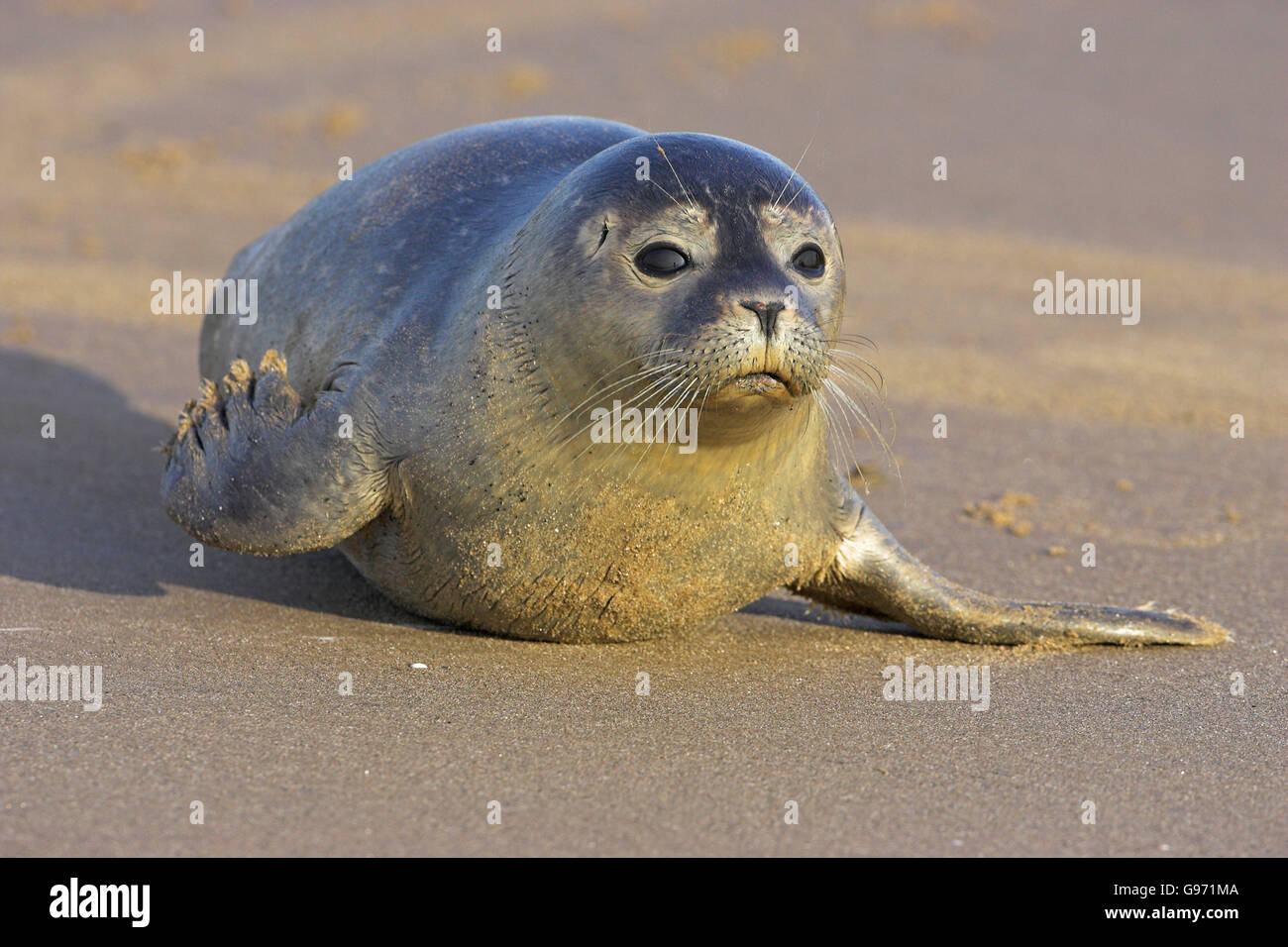 Common seal Phoca vitulina Donna Nook Lincolnshire England Stock Photo