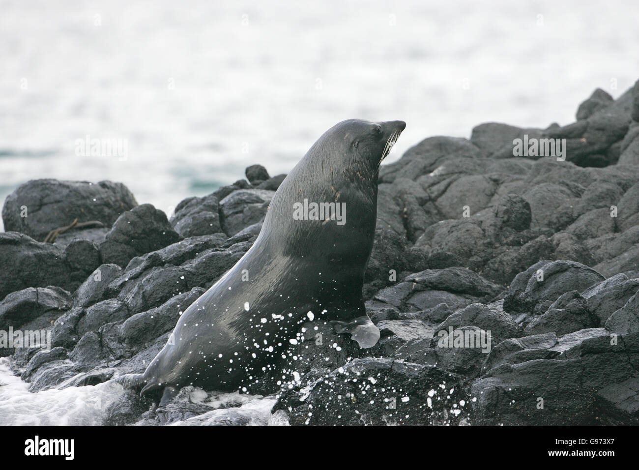 New Zealand fur seal Arctocephalus forsteri New Zealand Stock Photo - Alamy