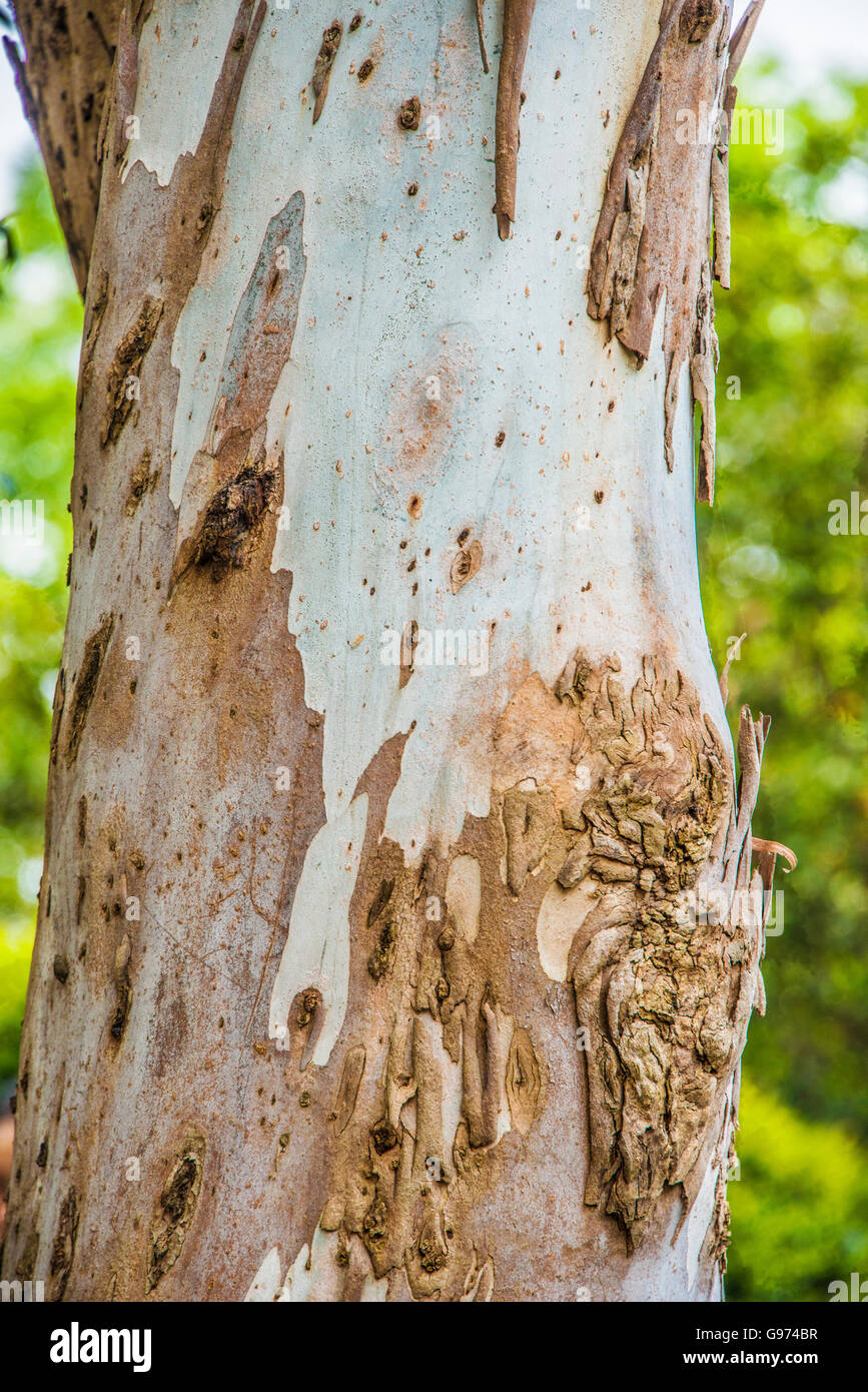 close up of a pale brown and white bark eucalyptus tree, Sydney, Australia Stock Photo
