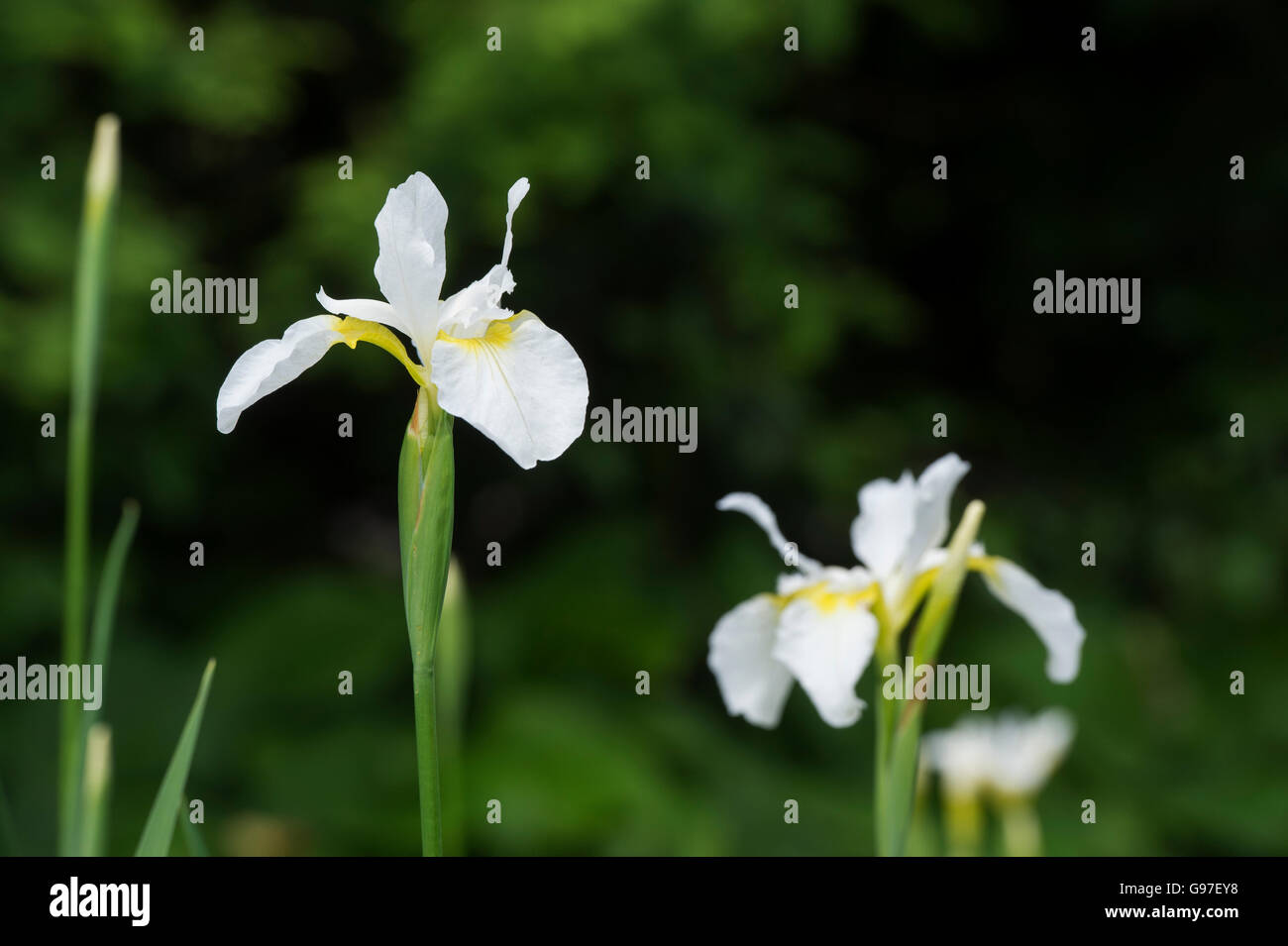 Siberian Iris. Iris sanguinea 'Snow queen' Stock Photo