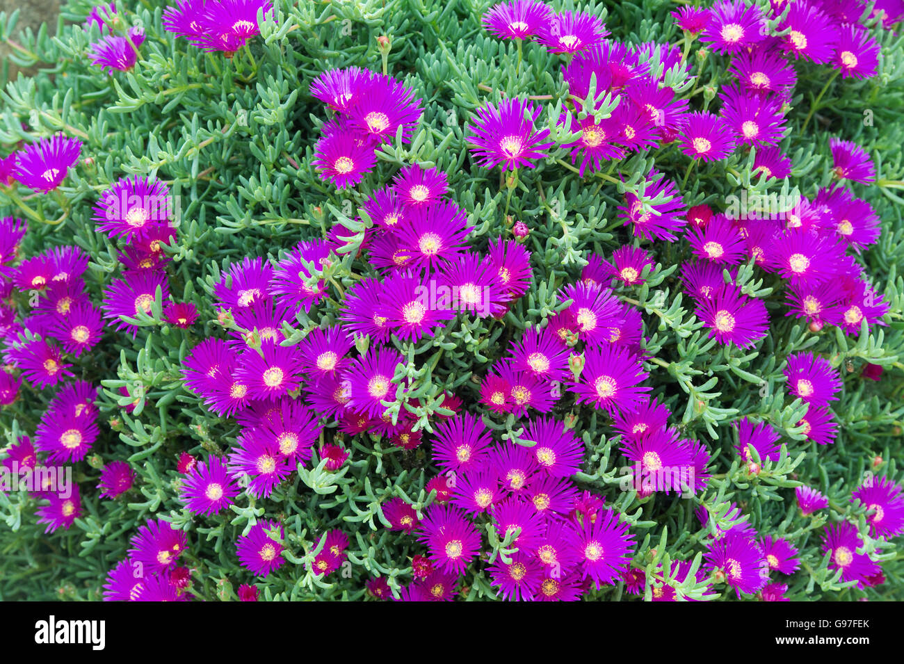 Lampranthus roseus. Mesembryanthemum roseum, Rosy dew plant, Oxenbould daisy Stock Photo