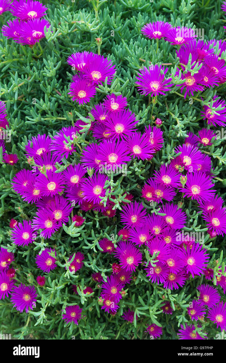 Lampranthus roseus. Mesembryanthemum roseum, Rosy dew plant, Oxenbould daisy Stock Photo