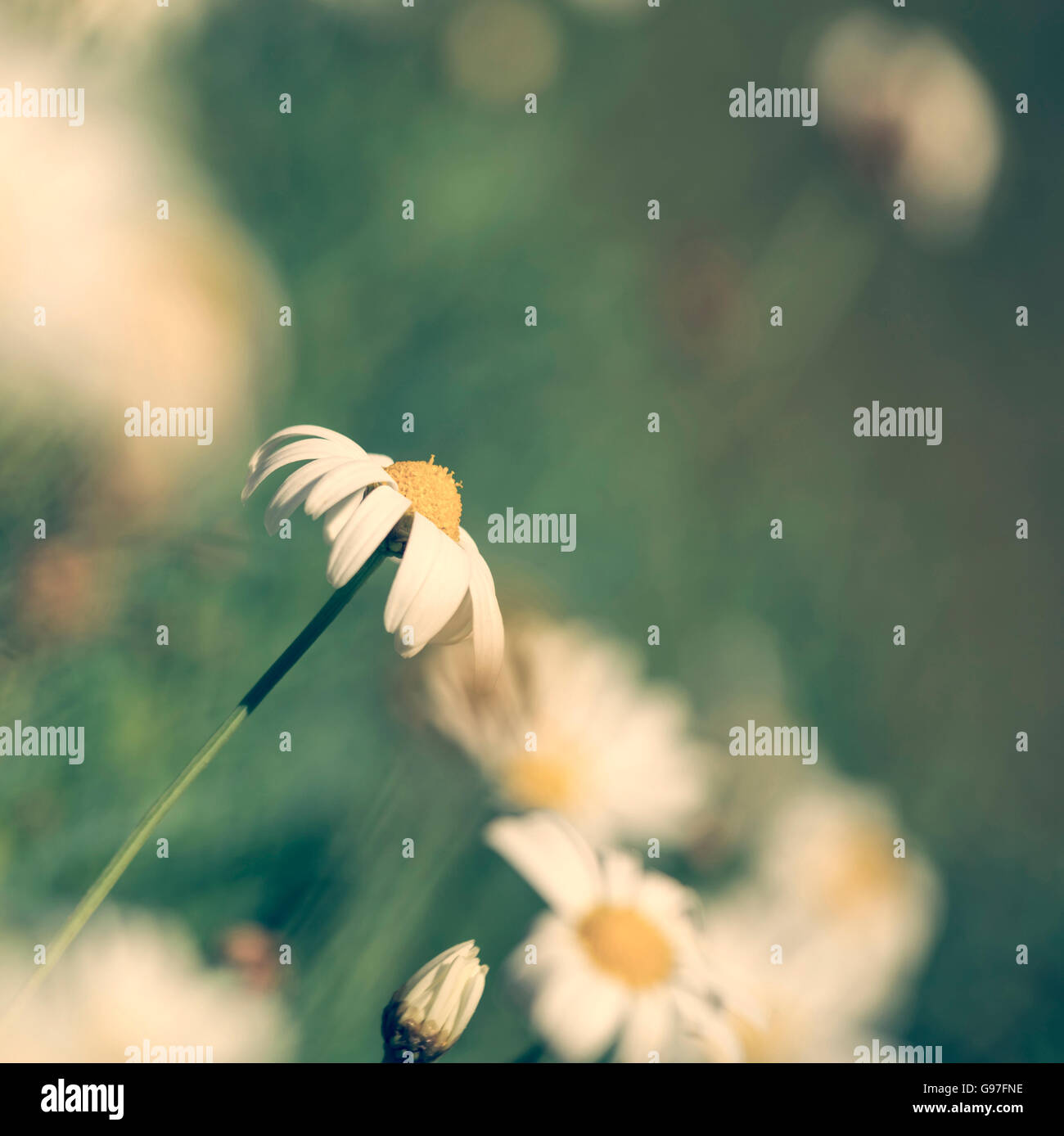 Retro style daisy flower field on summer season, white chamomile close up with blur background. Stock Photo