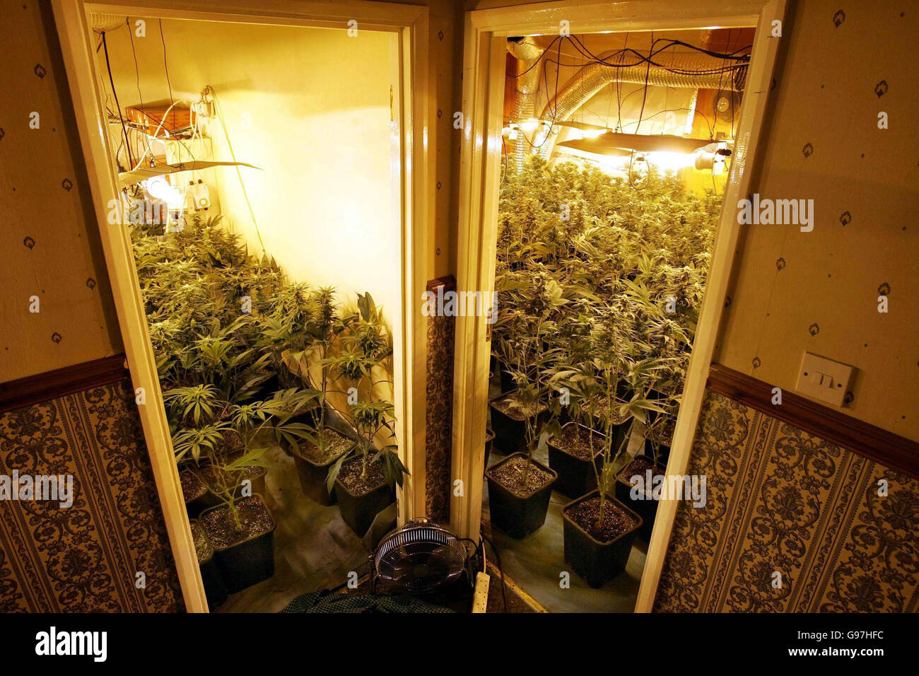 Rooms full of professionally lit and aerated growing plants are found after a police raid on a Woolwich property, London, Wednesday March 15, 2006, which uncovered a vast network of cannabis factories run by Vietnamese gangs and producing tens of millions of pounds worth of drugs. Officers found around 600 cannabis plants spread across four floors and a total of seven people were arrested in connection with the raid. See PA Story POLICE Cannabis. PRESS ASSOCIATION Photo. Photo credit should read: Glenn Copus/The Evening Standard/Pool/PA. Stock Photo