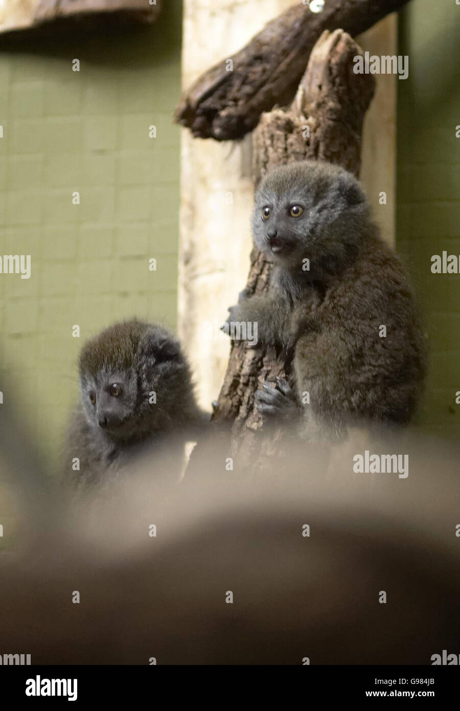 View of Important lemur habitat hi-res stock photography and images - Alamy