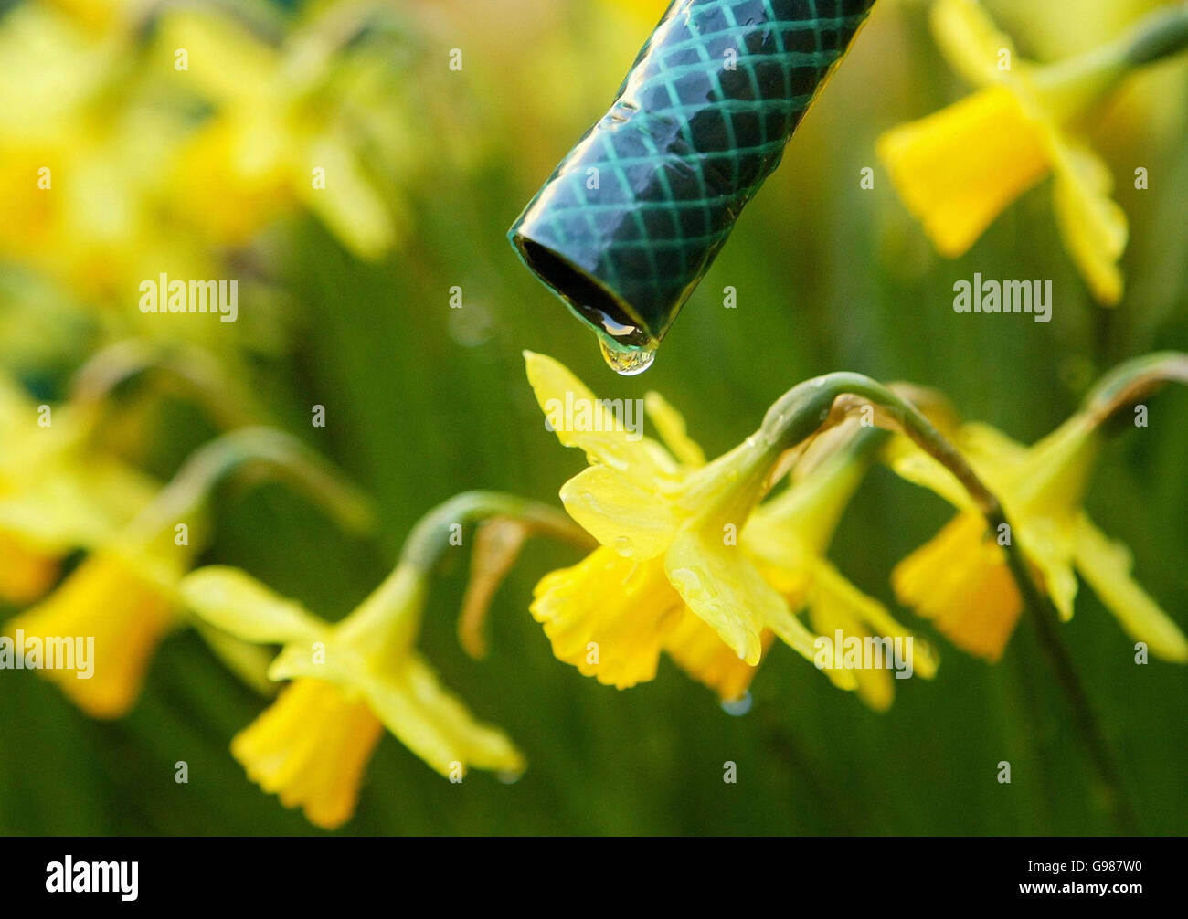 Hosepipe thames water hires stock photography and images Alamy