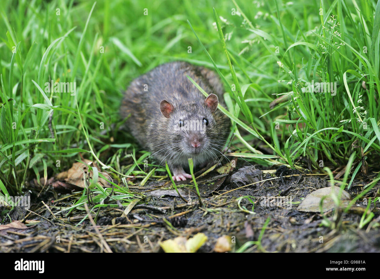 Common rat Rattus norvegicus amongst grasses beside the River Avon Hampshire Hatches Ringwood Hampshire England UK Stock Photo