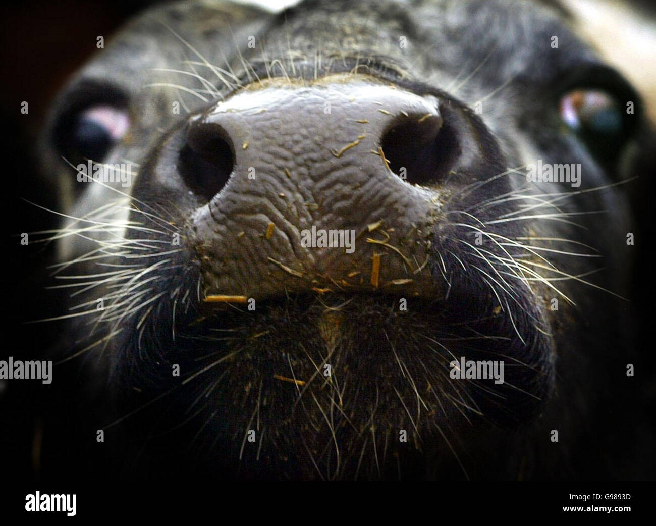 British beef ban hires stock photography and images Alamy