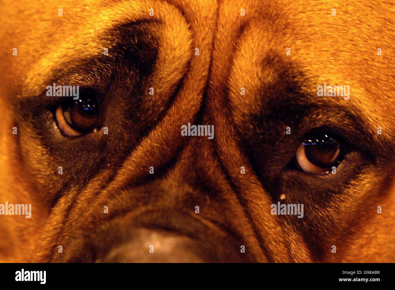 The eyes of a Bullmastiff at the annual dog show Crufts at the National Exhibition Centre, Birmingham. Stock Photo