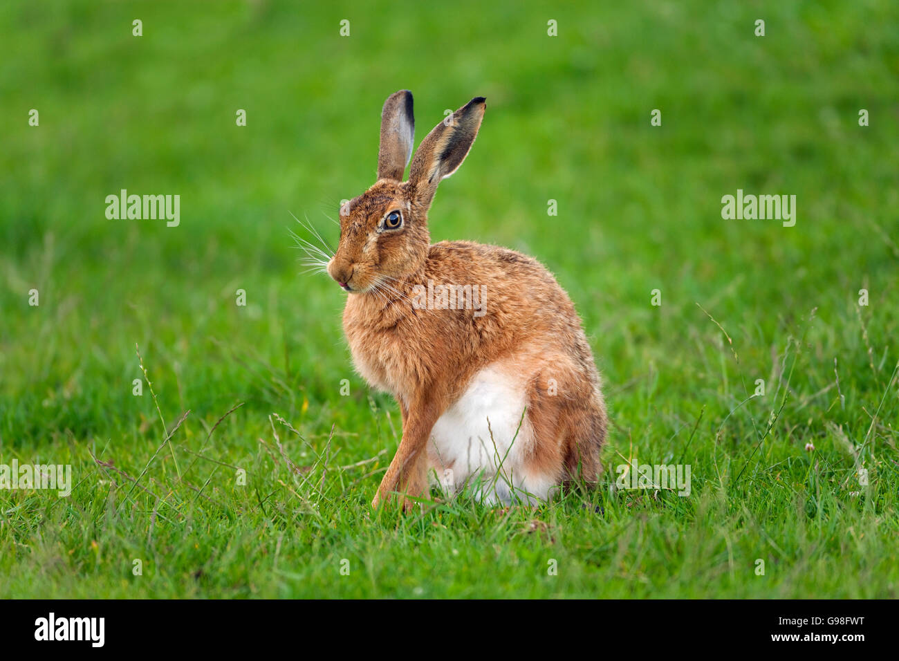 Brown Hare Lepus europaeus sitting up after resting Stock Photo