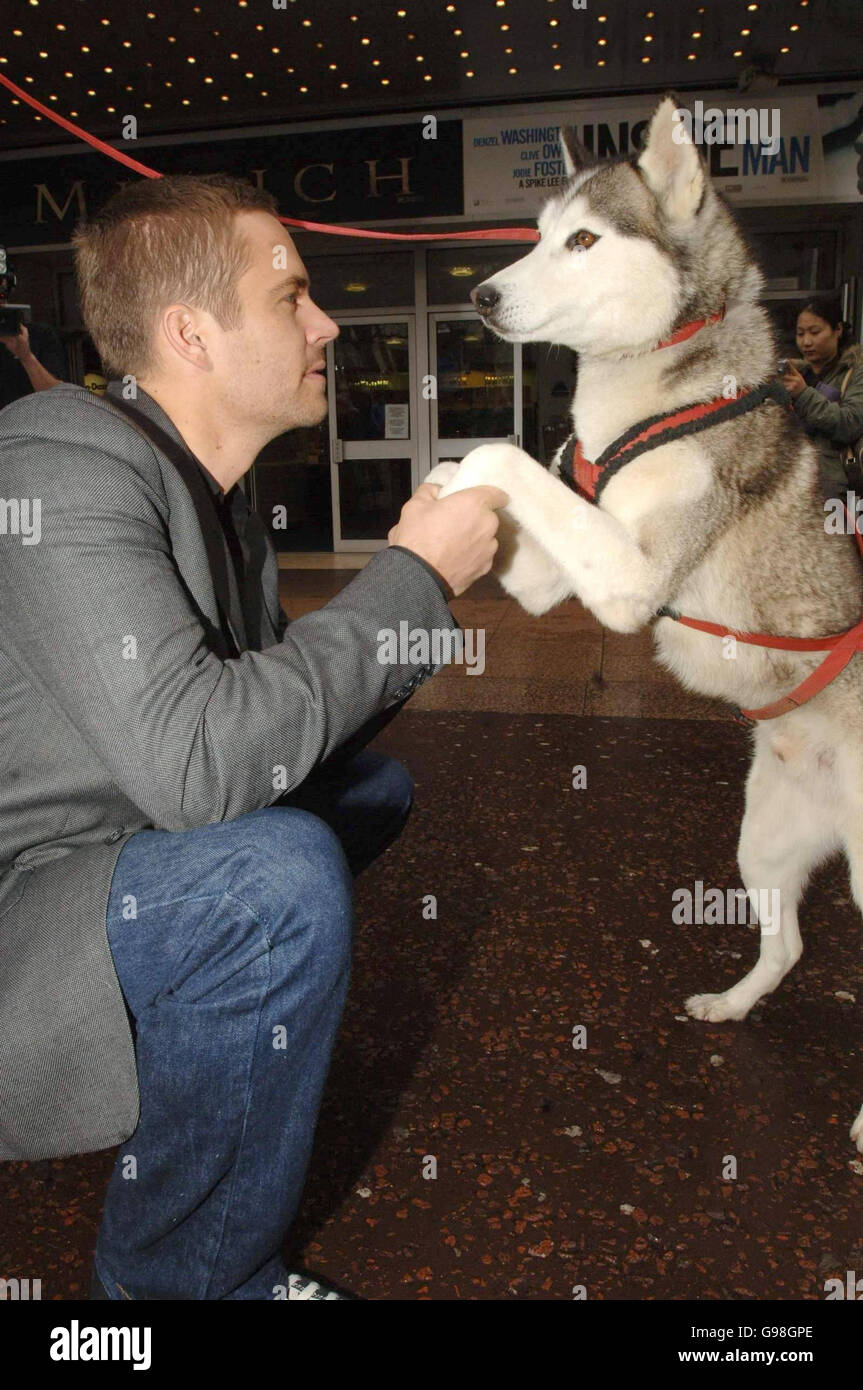 US actor Paul Walker ('The Fast & The Furious') at a photocall (with Huskie dog, 'Tinker') to publicise his new film 'Eight Below', Friday 24 March 2006, from the Odeon West End Cinema, central London. PRESS ASSOCIATION Photo. Photo Credit should read: Steve Parsons/PA The new Disney blockbuster recounts a tale of survival in the frozen wilderness of the Antarctic and is on general release from the 20th April. Stock Photo