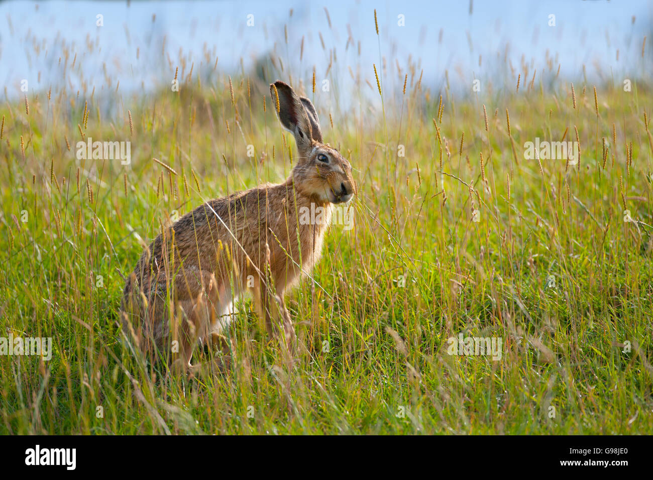 Brown Hare Lepus europaeus feeding on meadow grasses Stock Photo