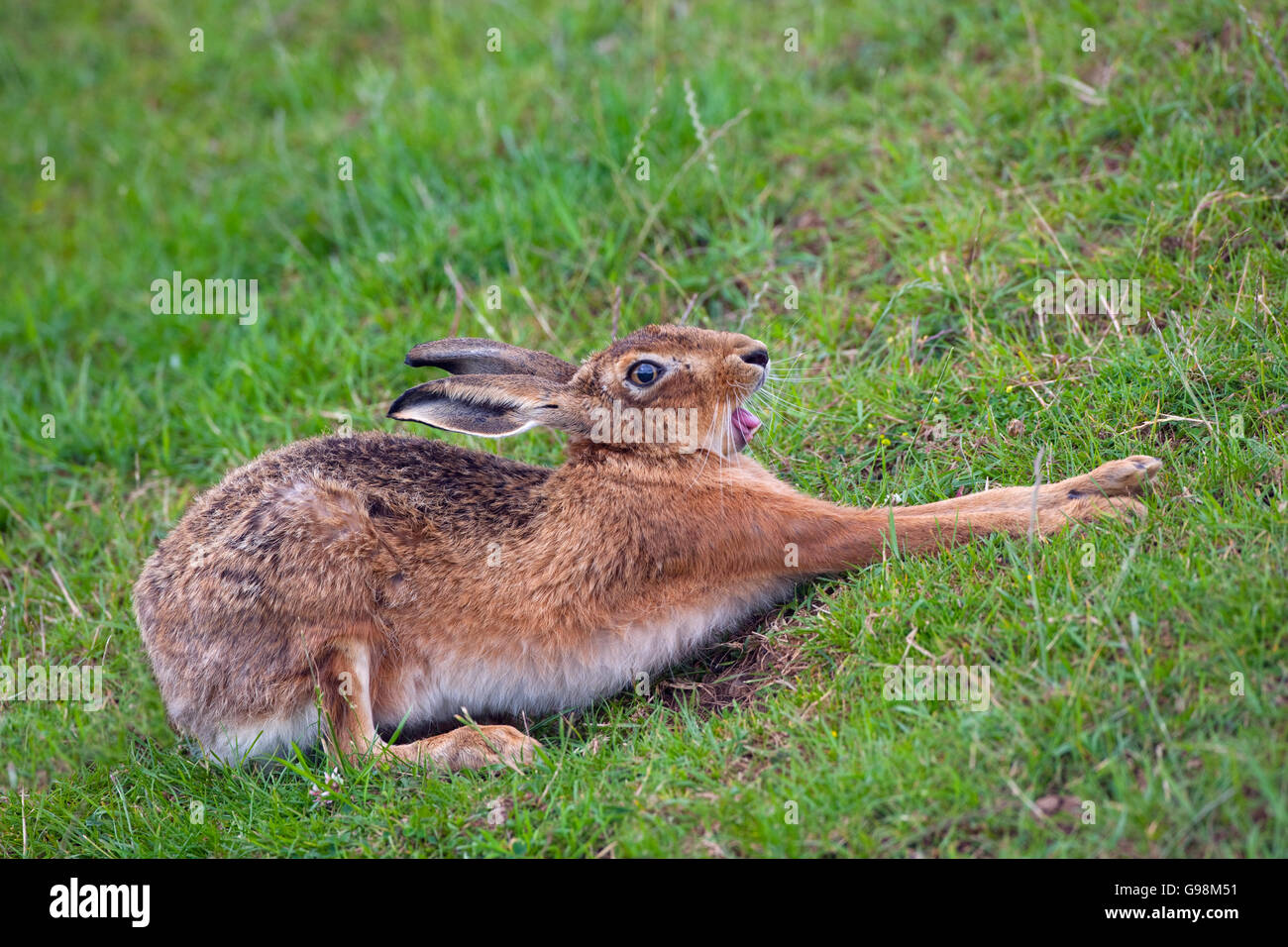 Brown Hare Lepus europaeus stretching after resting in form in grass meadow summer Stock Photo