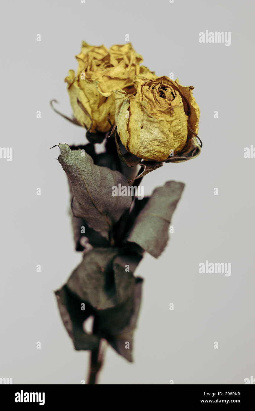 A dried Yellow Rose Stock Photo Alamy