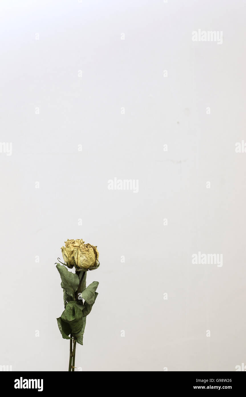 A dried Yellow Rose Stock Photo - Alamy