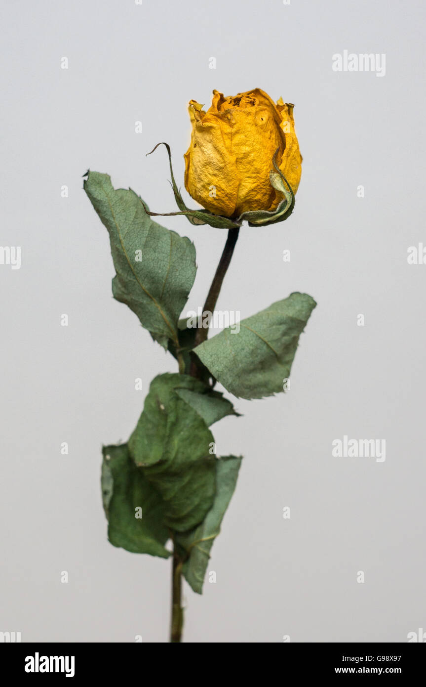 A dried Yellow Rose Stock Photo - Alamy